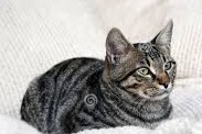 Vermisstmeldung Katze  Weiblich , 10 jahre Saint-Gervais-les-Trois-Clochers Frankreich
