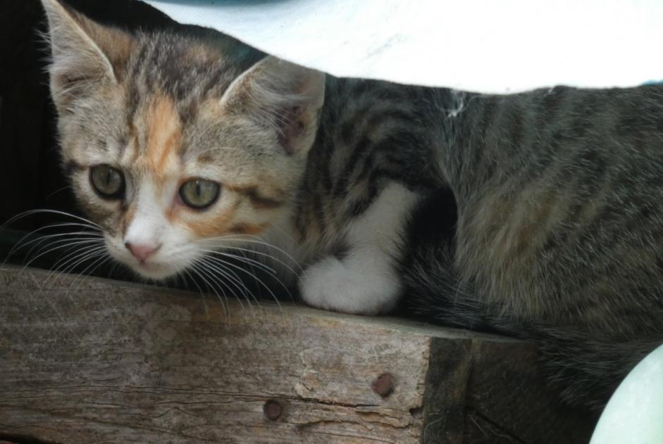 Disappearance alert Cat miscegenation  Female , 2 years Thuré France