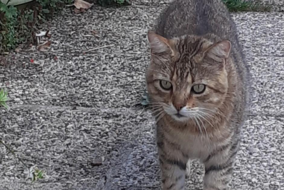 Discovery alert Cat Male Ligugé France