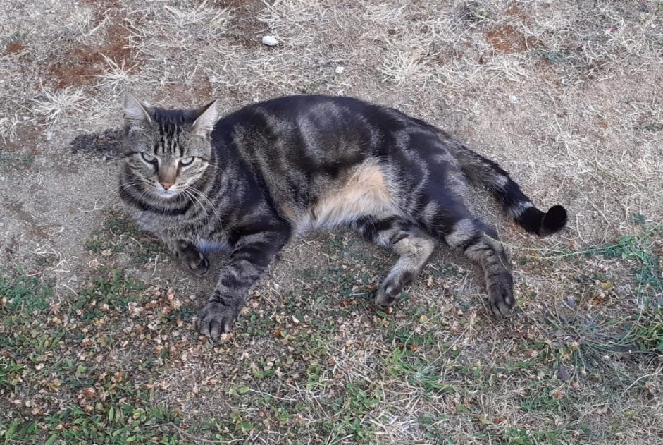 Discovery alert Cat Male Jardres France