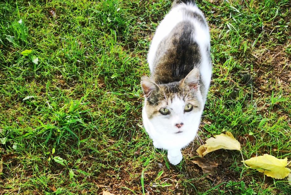 Discovery alert Cat  Male Ranton France