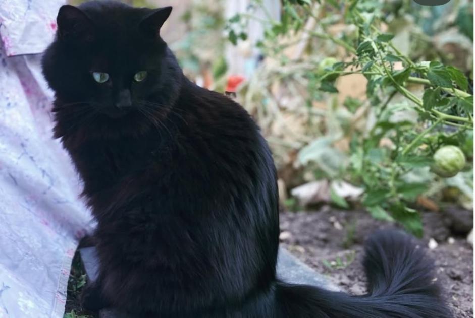 Disappearance alert Cat  Female , 6 years Leigné-les-Bois France