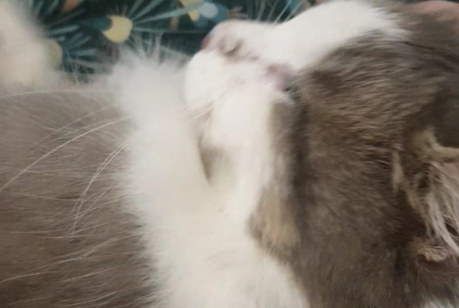 Discovery alert Cat Unknown Poitiers France