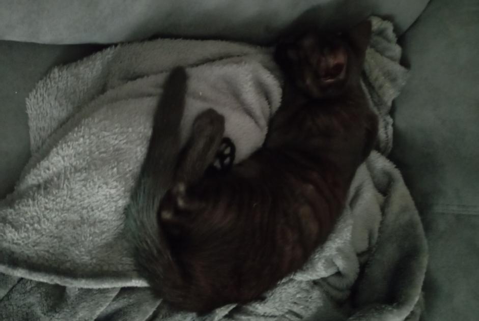Alerta de Hallazgo Gato Macho , Entre 1 y 3 meses Mignaloux-Beauvoir Francia