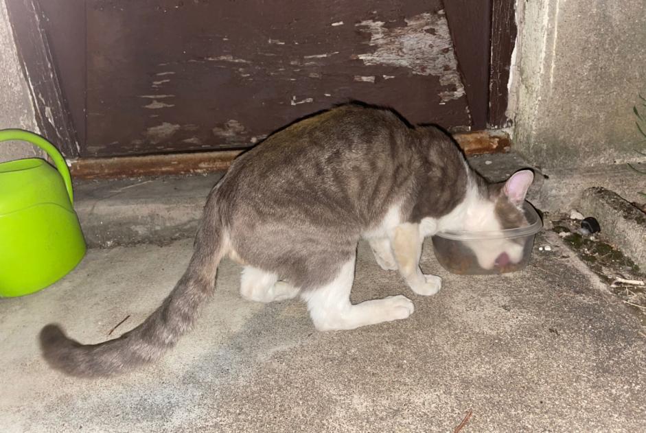 Alerte Découverte Chat Mâle Poitiers France