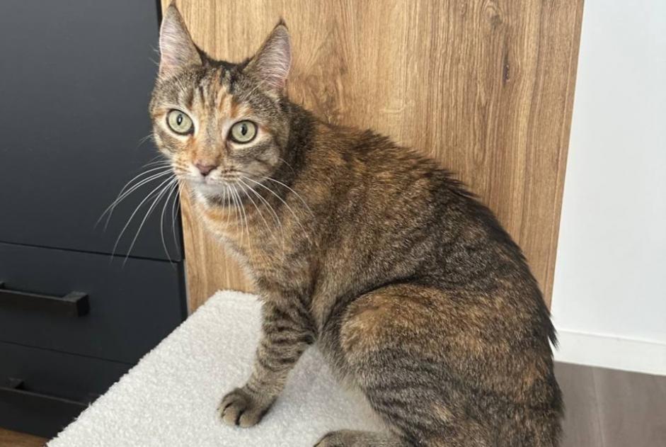 Alerte Découverte Chat Femelle Poitiers France