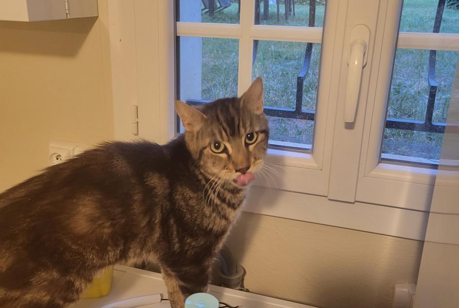Alerte Découverte Chat Mâle , 5 ans Poitiers France Alerte Découverte Chat Mâle , 5 ans Poitiers France