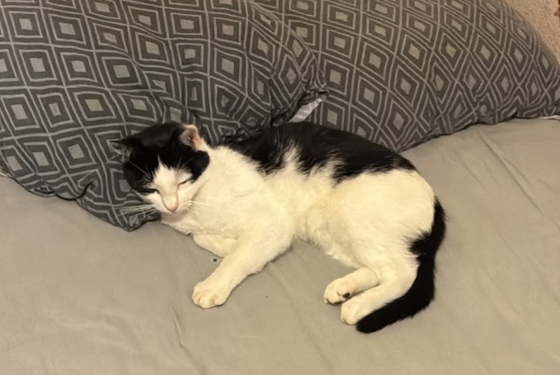 Alerte Disparition Chat Mâle , 3 ans Saint-Julien-l'Ars France
