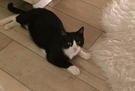 Avviso scomparsa Gatto incrocio di razze  Maschio , 10 anni Chasseneuil-du-Poitou Francia