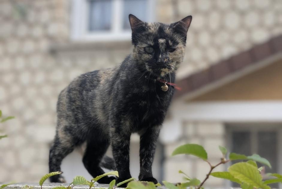 Avviso Ritrovamento Gatto Non conosciuta Cenon-sur-Vienne Francia