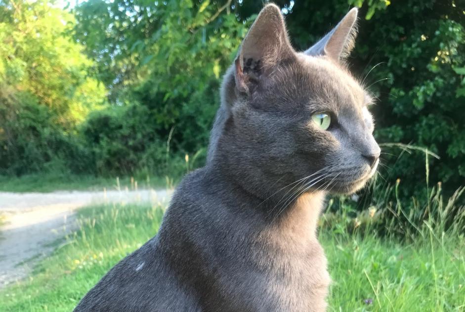 Verdwijningsalarm Kat  Mannetje , 5 jaar Beaumont Saint-Cyr Frankrijk