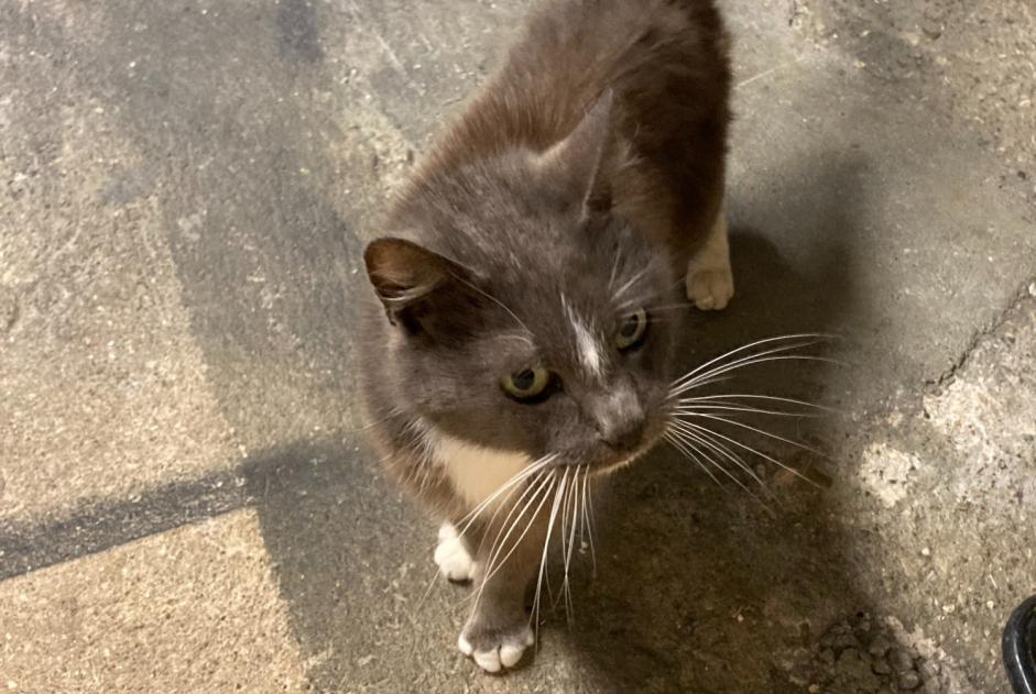 Ontdekkingsalarm Kat Onbekend Poitiers Frankrijk