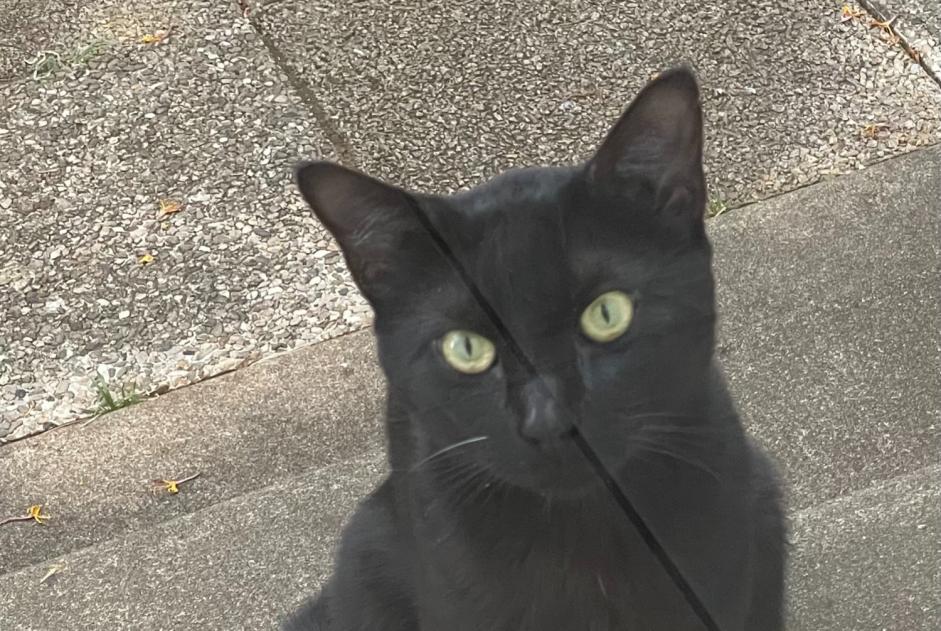 Alerta descoberta Gato cruzamento  Macho Poitiers France