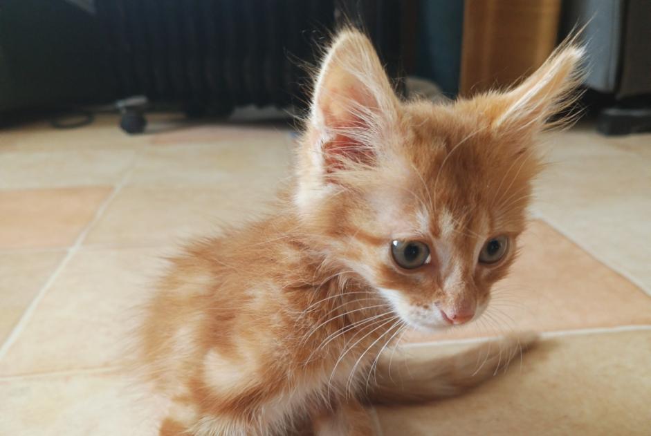 Alerta descoberta Gato Macho Poitiers France